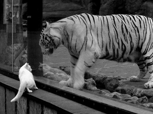 开云体育登录-地表最快，当F1极速狂飙撞上步行者的铜墙铁壁