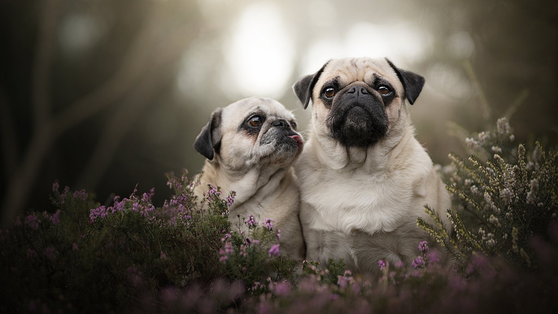 绿茵双城记，福登的单骑破晓与毕尔巴鄂的燎原之火