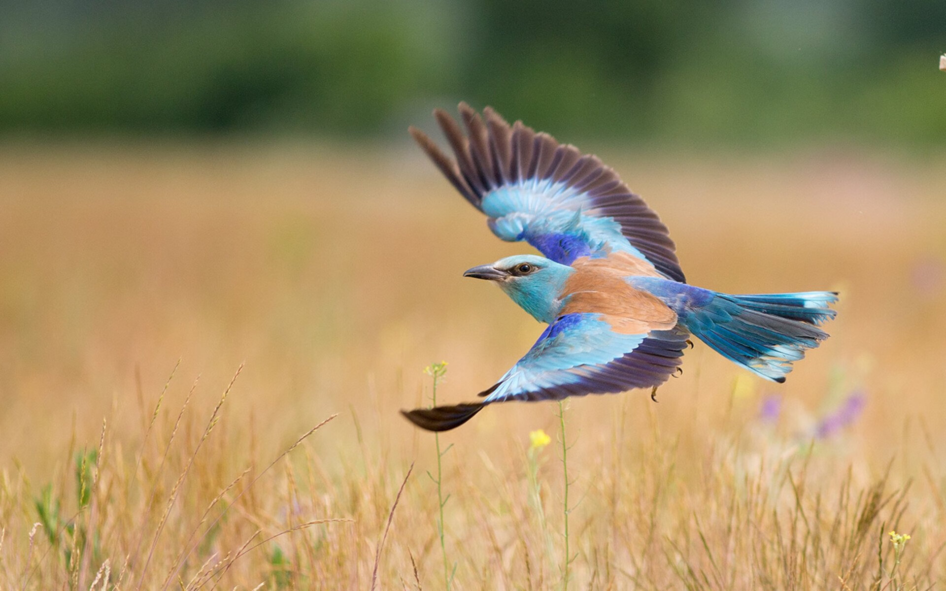 封印与烈焰，当凯尔特人的锁链，遇上克莱挣脱宿命的子弹