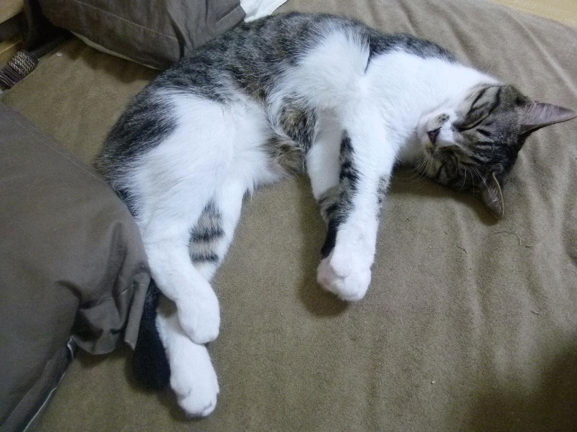 极速序章与绿茵变奏,F1新赛季揭幕战与佛罗伦萨击溃国际米兰的双重奏