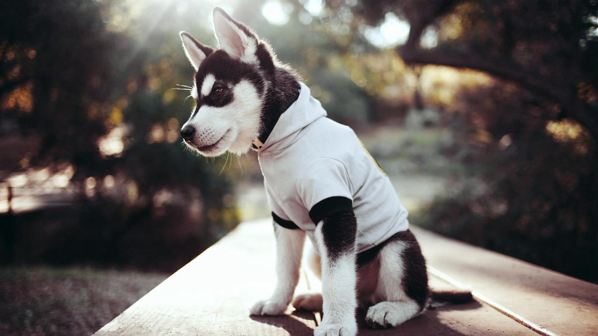 海峡两岸,唯一宿命,雷恩生死战撕破苏格兰铁幕