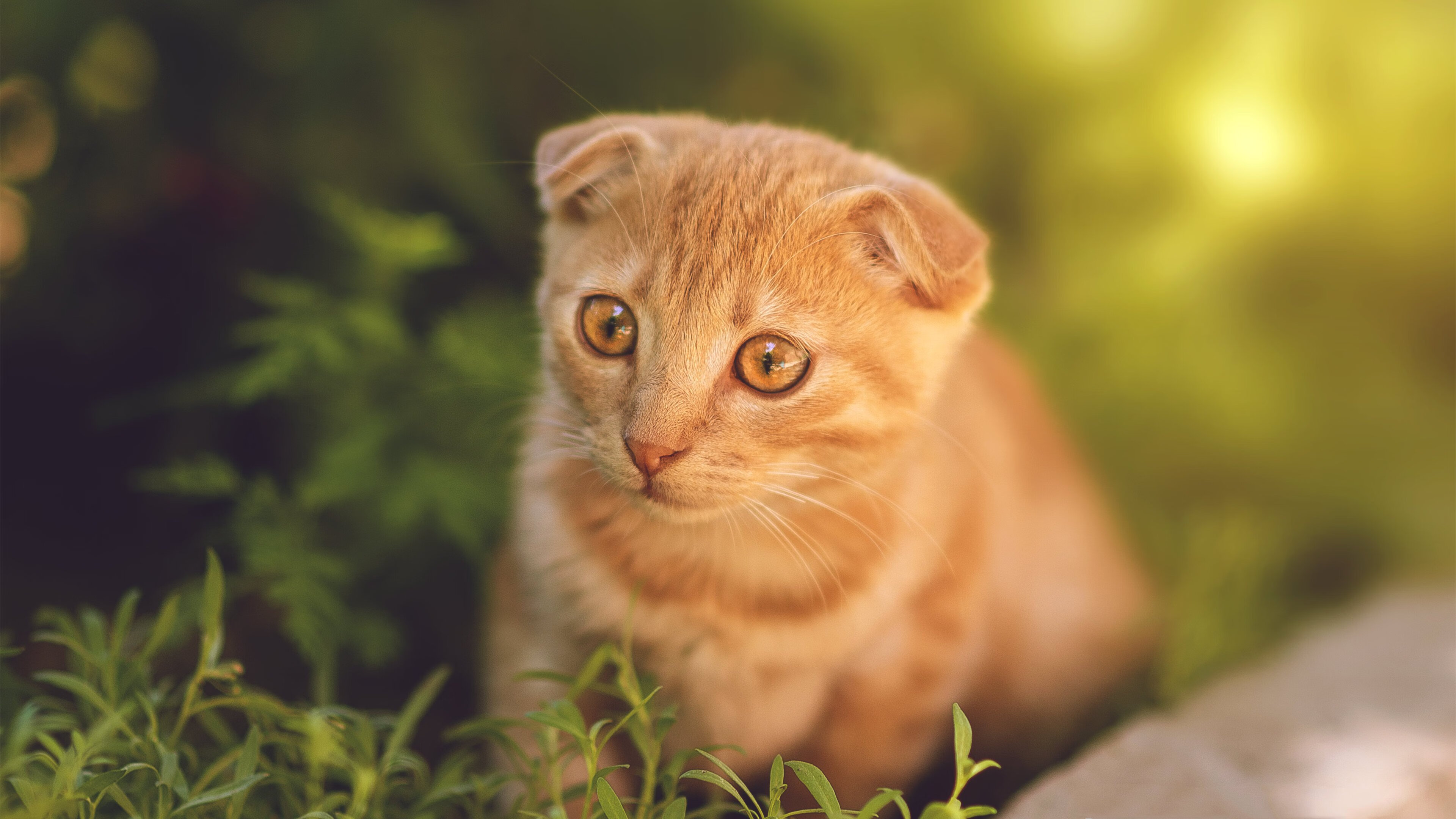 开云体育登录-全息时代奇迹，欧冠淘汰赛破界焦点战，深圳队用足球智慧掀翻湖人王朝