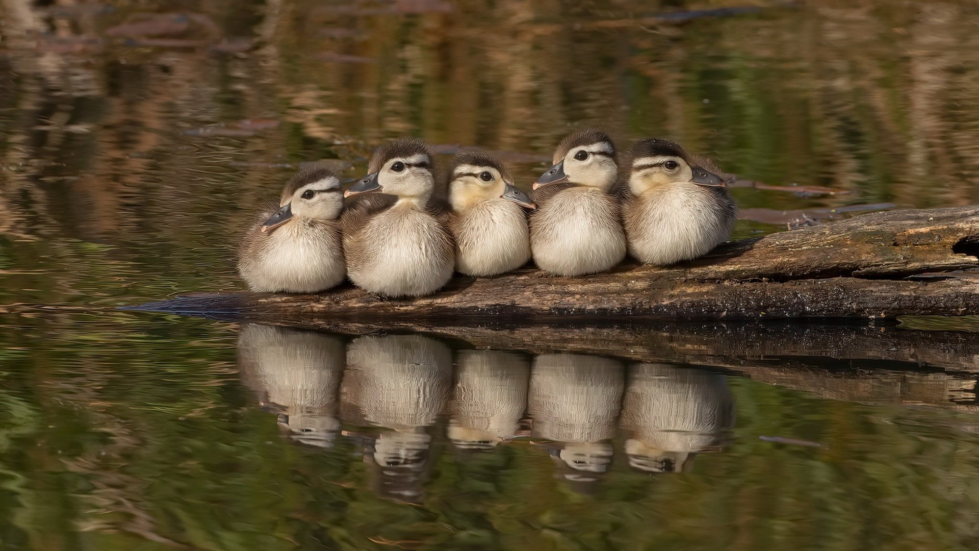 开云官网-看到莱比锡红牛轻取巴西，伊萨克成为关键先生这个命题，一个精彩的足球故事已经呼之欲出。这或许是一场载入史册的经典对决
