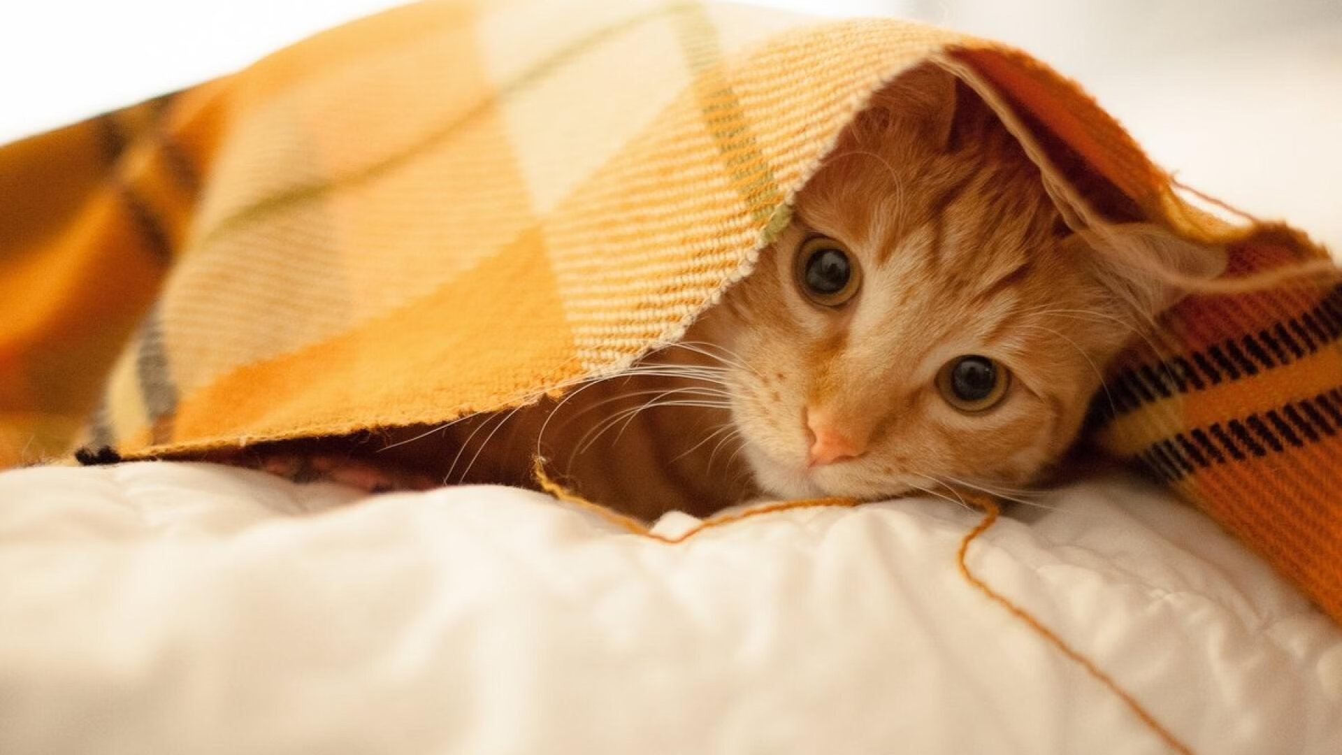 无声者的宣言，东决关键战之夜，哈利伯顿扛起全队前行